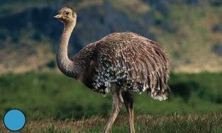 Le osservazioni di Darwin Nandù (Rhea) I nandù del Sudamerica sono