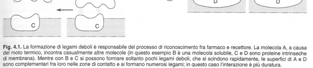 Complementarietà ligando-recettore Numero di legami - Durata interazione N.B. Il legame ligando-recettore deve essere specifico.