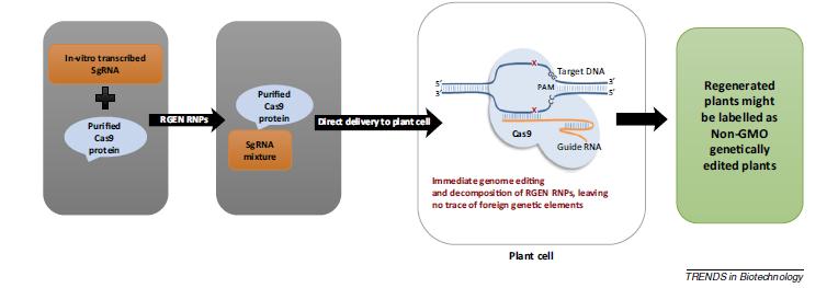 CRISPR/CAS: DELIVERY Trasformazione stabile