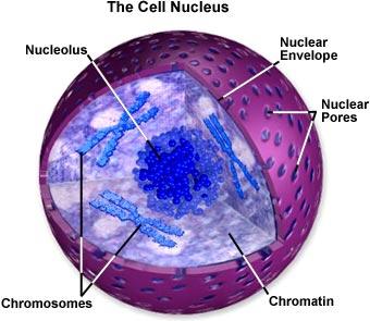 LA CELLULA COME UNA FABBRICA UFFICIO