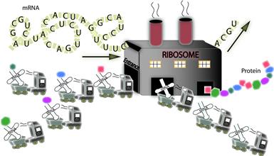 la produzione DNA (archivio, grande