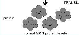 gene SMN1 (Survival motor neuron 1)