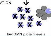 U1snRNA (ExSpeU1)?