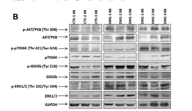 diverse proteine che sono coinvolte nel