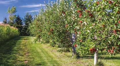 PER PICCOLE AREE CHE PER ZONE AD AGRICOLTURA INTENSIVA;