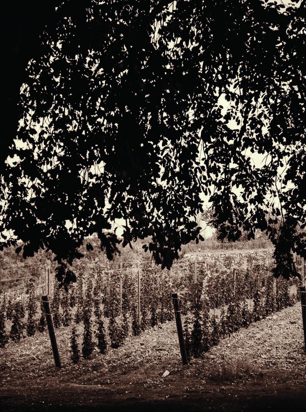 ONIRO Vino di colore rosso vivo con riflessi violacei, profumo fresco, fruttato, con sentori di visciole e liquirizia, sapore invitante, avvolgente, di ottima persistenza con bei richiami