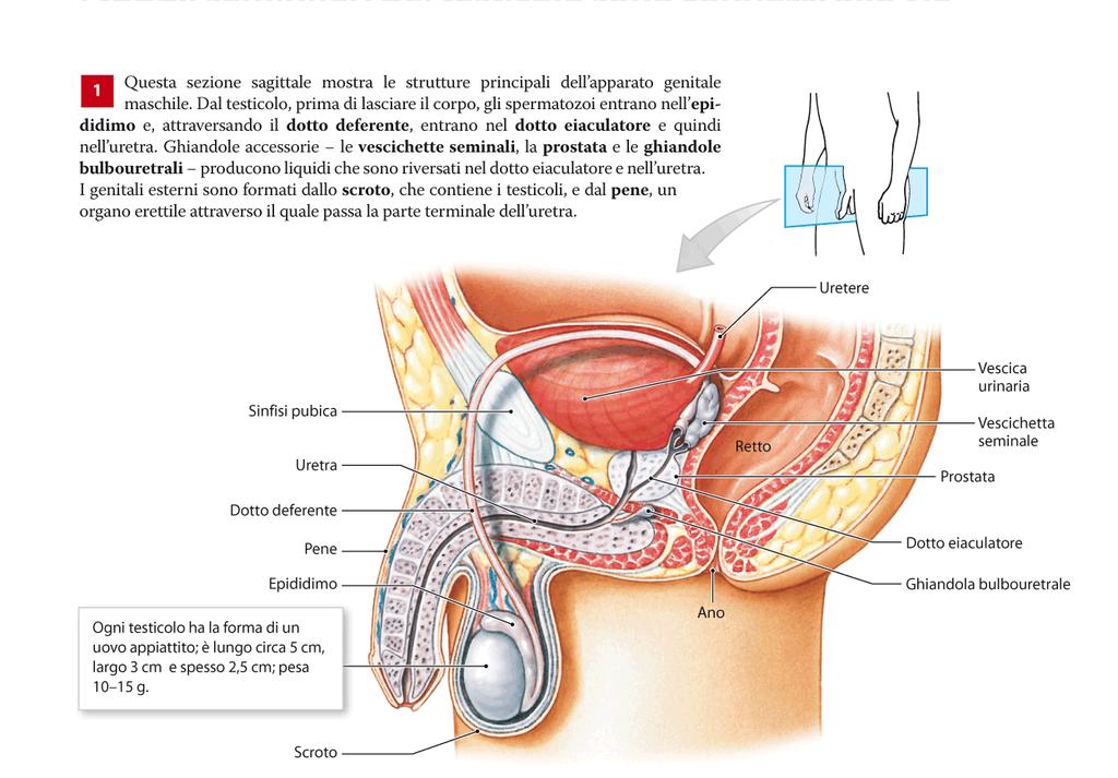 Lo scroto, o sacco scrotale, è un sacchetto che contiene i testicoli, assicurando
