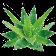 L estratto di Aloe attenua la secchezza cutanea e il prurito, ha un potente