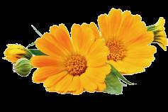 La Calendula è particolarmente ricca di flavonoidi, olio essenziale e mucillagini