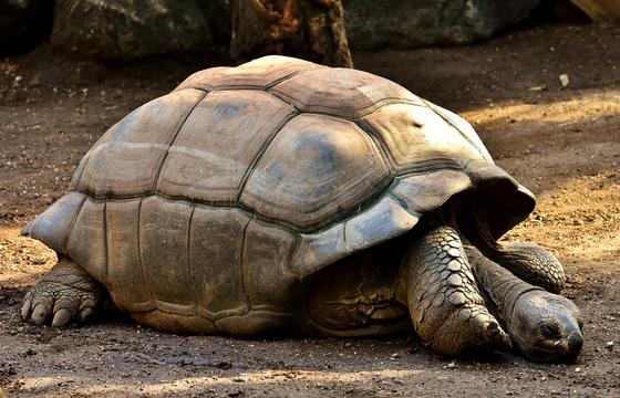 ECUADOR E GALAPAGOS Partenza dal 23/11/2019 al 04/12/2019 5030.00 Dettaglio quota + MINIMO 15 Partecipanti 5.030,00 Supplemento Singola 1.