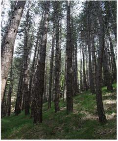 RISULTATI: PERCEZIONE ESTETICO-VISIVA I risultati della comparazione a coppie delle immagini relative ai boschi di Monte Morello e Pratomagno post-trattamento (diradamento selettivo e dal basso)