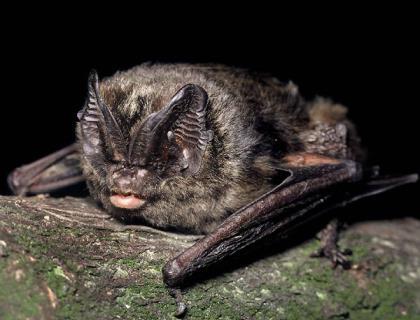 hipposideros