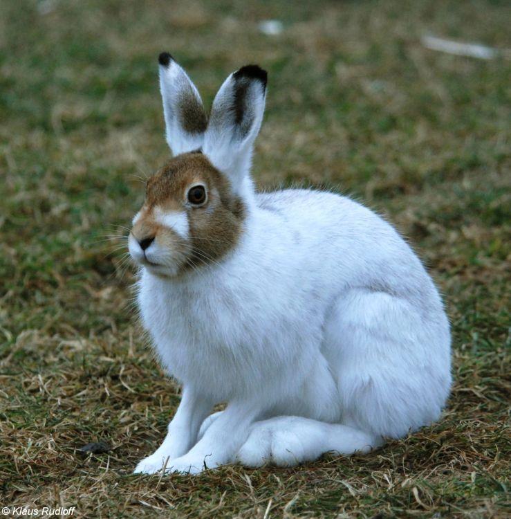 Lagomorpha