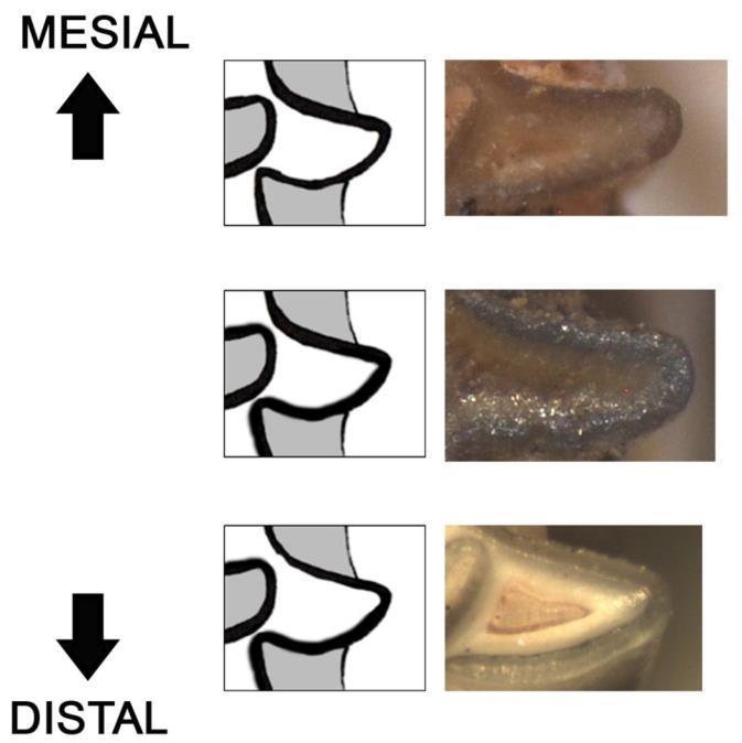 Buccale Come si determinano Arvicolidi (Cricetidae) Mesiale Tipologie di smalto: microtino Linguale indifferenziato