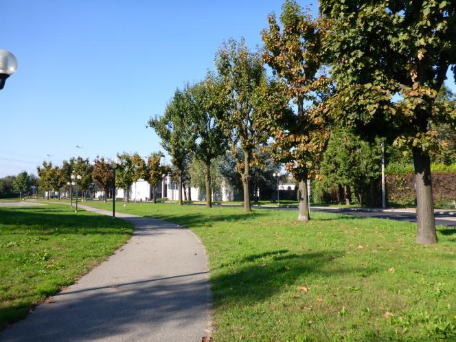 Superata la rotonda, sul lato di fronte al cimitero una serie di 15 Querce rosse americane (Quercus rubra) nella parte che costeggia