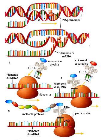 Sintesi proteica Nucleo (cromosomi) DNA mrna Tripletta aa