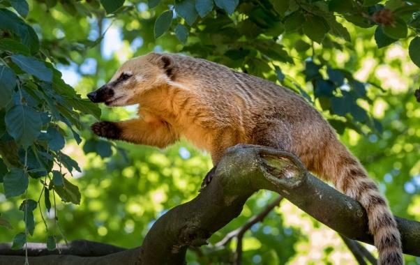 Le specie esotiche invasive di rilevanza unionale INVERTEBRATI Gambero virile Orconestes virilis Ancora assenti in natura PESCI Percottus glenii UCCELLI Corvo indiano delle case Corvus splendens