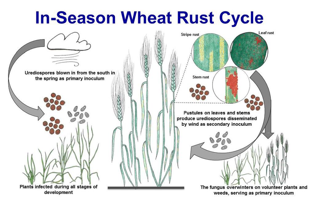 Resistenza a stress biotici: le ruggini del frumento La continua co-evoluzione tra pianta e patogeno fa sì che si diffondano rapidamente nuove razze virulente nei confronti dei più