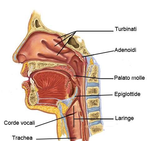 Vie aeree superiori Cavità nasali Seni nasali Nasofaringe Orofaringe Normalmente l aria entra dalle narici nelle cavità nasali dove viene filtrata, scaldata e