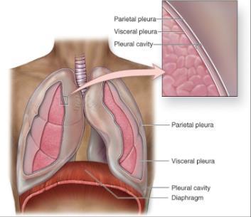 Sono membrane sierose, formate da mesotelio, costituite ciascuna da un foglietto viscerale e da uno parietale separati da una cavità virtuale. La pleura viscerale aderisce al polmone.