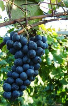 Si tratta probabilmente di un termine usato nella zona di Bagnacavallo (RA) per indicare quest uva dall elevato tenore acidico e dall interessante intensità colorante.
