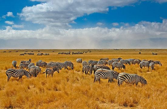 6 giorno / Parco Serengeti Cratere di Ngorongoro Safari al mattino dirigendosi verso l uscita del parco. Pranzo a pic-nic. Arrivo in serata sul bordo del leggendario Cratere di Ngorongoro.