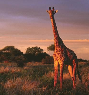 7 giorno / Cratere Ngorongoro Karatu Safari di un intera giornata nel fondo del vasto Cratere di Ngorongoro.