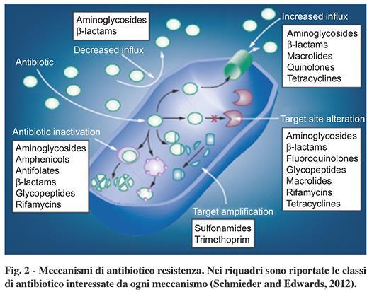 per inibire o uccidere microrganismi della stessa specie.