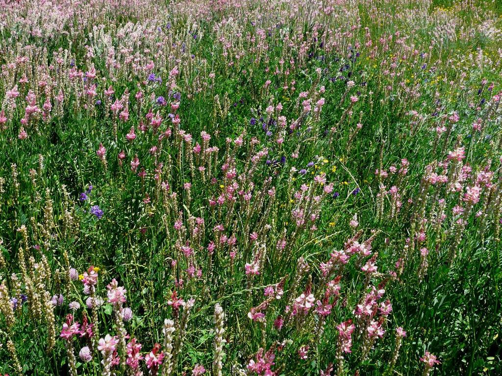 IL MONITORAGGIO DELLA COMPONENTE VEGETALE NEGLI INTERVENTI DI RECUPERO AMBIENTALE: PROBLEMATICHE