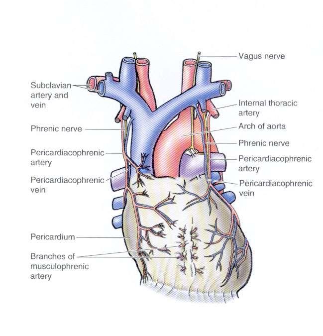 Rivestimenti del cuore nel mediastino medio, il
