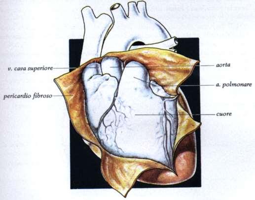 PERICARDIO FIBROSO Il pericardio fibroso è un robusto strato di connettivo denso Protegge il cuore è fuso col diaframma unito mediante