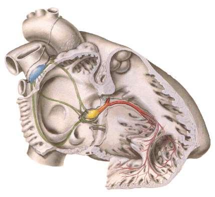 Anatomia del