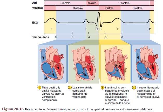 Il ritmo cardiaco è il susseguirsi in maniera regolare di una sequenza di