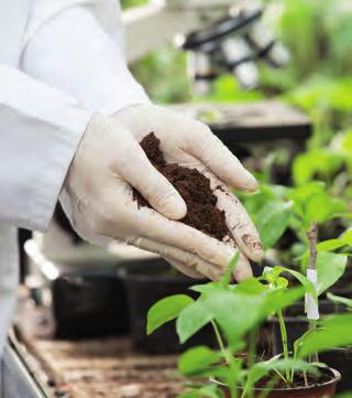 ToBRFV Tomato Brown Rugose Fruit Virus Storia e diffusione Tomato brown rugose fruit virus (ToBRFV) è stato identificato per la prima volta in Medio Oriente: Giordania