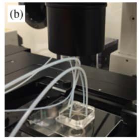 microfluidic chip device (a) and the actuation set-up (b)
