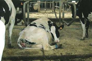 determinano le problematiche sanitarie e di benessere animale delle vacche da latte, in parte