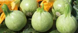 60 pack - vaso Ø 10 da aprile a luglio 80x150 cm Zucchino tondo Varietà: ICEBALL Pianta che produce un frutto tondo di