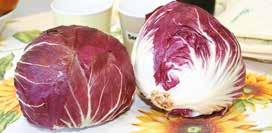 RADICCHI Rosso di Chioggia Varietà: T&T SIRIO (60 GG), CASPIO (70 GG), LEONARDO (90 GG), T&T 4050 (90 GG), T&T 506 (110 GG), T&T 606 (125 GG), T&T 706 (150 GG), RUBRO