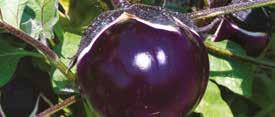 vaso Ø 13 da aprile a maggio 70x50 cm Melanzana ovale nera L innesto viene effettuato su pomodoro selvatico resistente a tutte le malattie fungine e marciumi garantendo una elevata produzione e