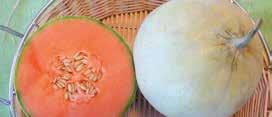 vaso Ø 13 da aprile a maggio 80x150 cm Melone liscio L innesto viene effettuato su zucca selvatica resistente a virus, malattie fungine, marciumi e tollerante ad oidio e afidi;