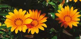 da marzo a novembre Garofanino Il garofanino o dianthus è una pianta sempreverde con fiori singoli o doppi che fioriscono da marzo ad