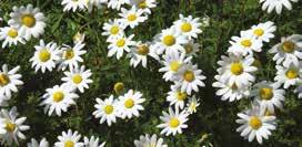 Portamento a cespuglio. da marzo a novembre Hiberis L hiberis è una pianta erbacea che produce fiorellini bianchi su cuscini alti 30-40 cm.
