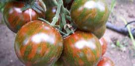 POMODORI Pachino Varietà: CHELSEA, CLOTO Pianta vigorosa che prouce frutti di colore rosso molto brillanti dal peso medio di 40 gr.