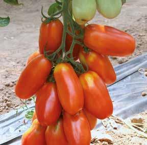 Frutto allungato di grossa pezzatura dal peso di 120 gr circa, di colore rosso intenso a maturazione.