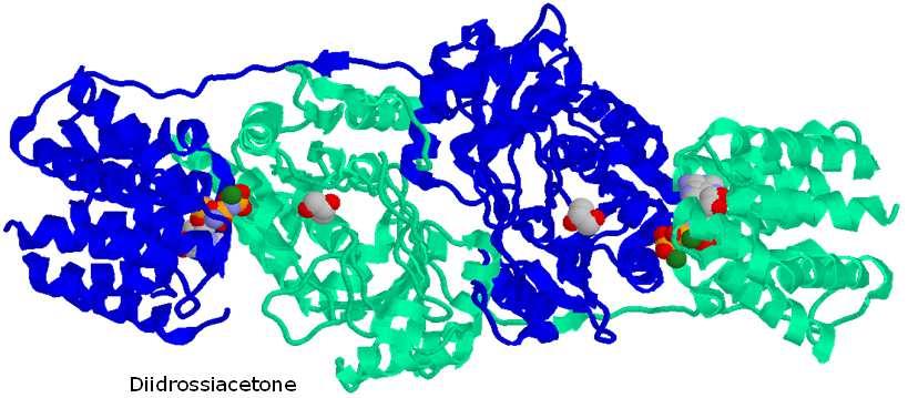 Glicerolo ATP ADP La fosforilazione del diidrossiacetone è catalizzata dalla diidrossiacetone chinasi (EC 2.7.1.29).