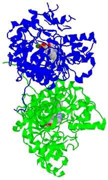 L Acil- viene trasportato all interno della membrana interna mitocondriale attraverso il sistema carnitina/acilcarnitina. B12 - v. 2.