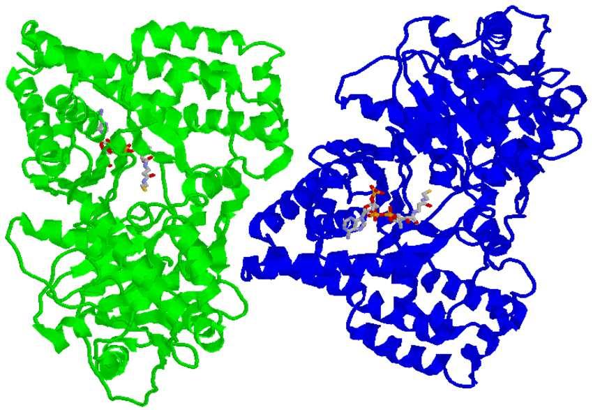 Carnitina aciltransferasi EC 2.3.1.