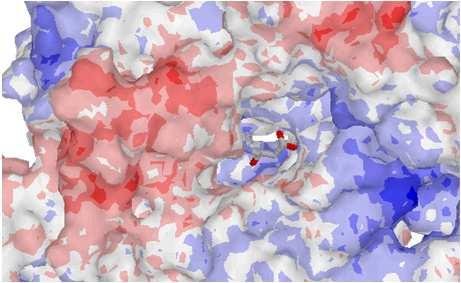 0 gsartor 2001-2019 Metabolismo dei grassi - 55-55 β-ossidazione acidi grassi La strategia della β-ossidazione consiste nel generare un nuovo carbonile in β a seguito della rotture del legame tra Cα