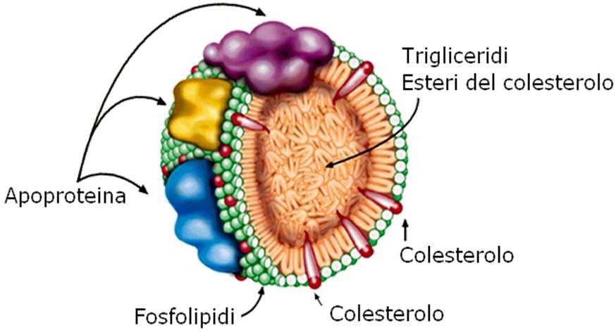 Complessi lipoproteici Le lipoproteine vengono sintetizzate nel fegato e nell