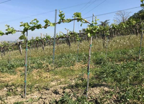 di germinazione delle oospore svernanti di Plasmopara viticola predisponendo un ulteriore maggiore inoculo e determinando un rischio crescente d'infezione in caso di pioggia.